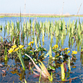 Voorjaar in de duinen